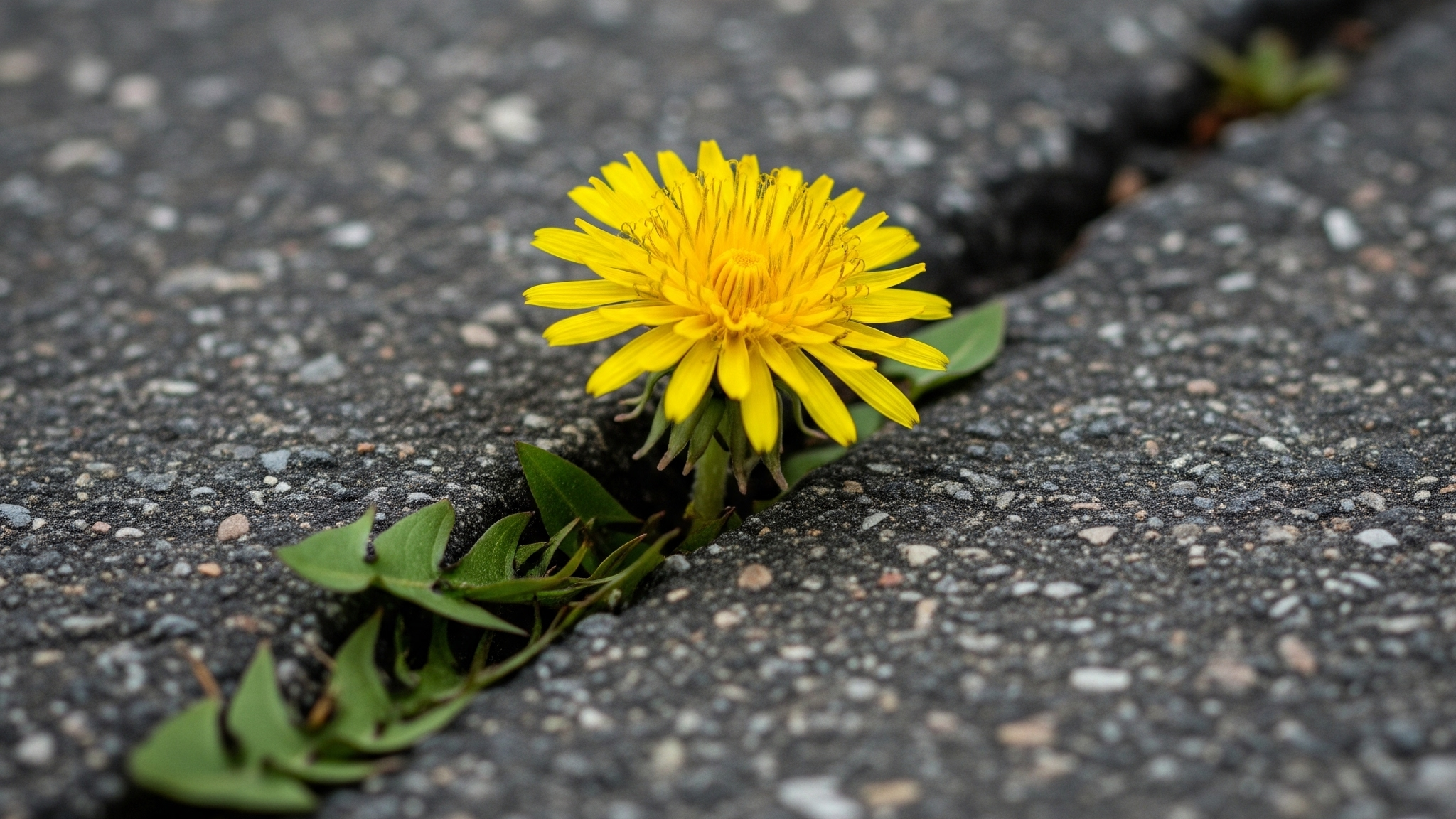 Una flor solitaria creciendo a través de una grieta en el asfalto, un símbolo de persistencia y la capacidad de superar obstáculos manteniendo el impulso.